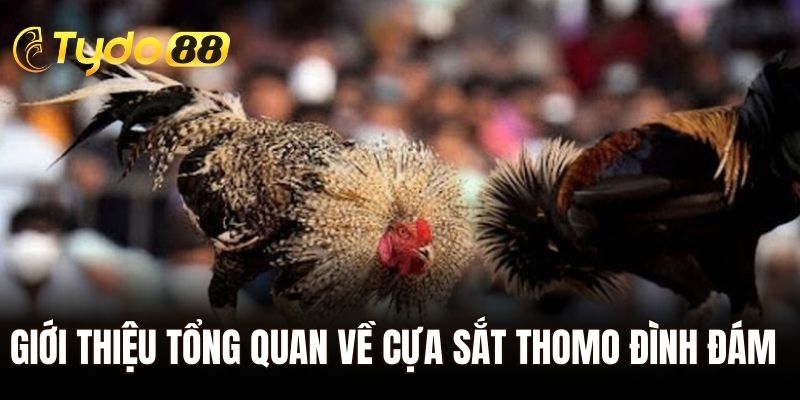 Giới thiệu tổng quan về cựa sắt thomo đình đám