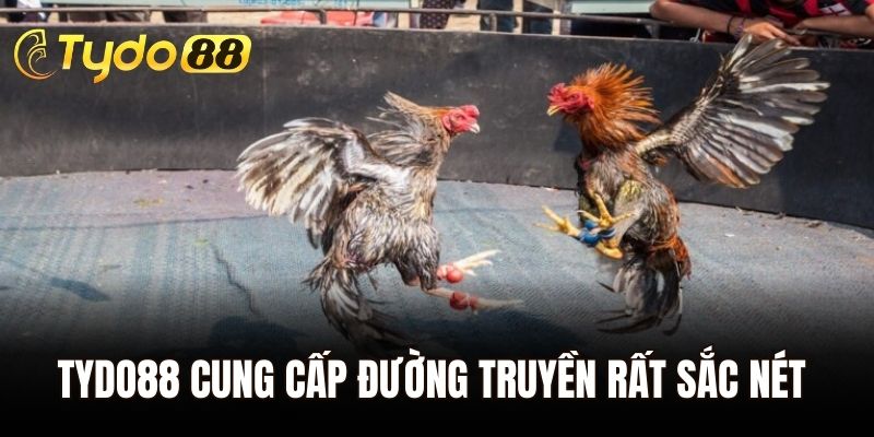 Sảnh cược tại Tydo88 cung cấp đường truyền rất sắc nét