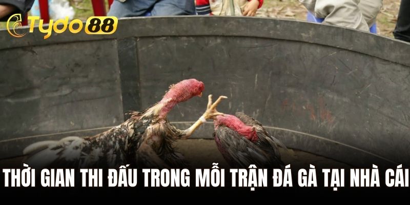 Thời gian thi đấu trong mỗi trận đá gà tại nhà cái