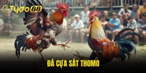 Đá Cựa Sắt Thomo