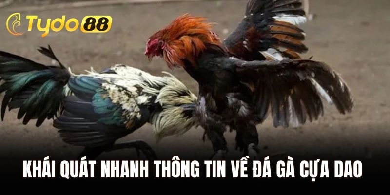 Khái quát nhanh thông tin về đá gà cựa dao