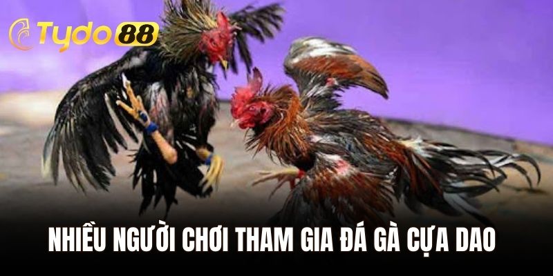 Lý do khiến nhiều người chơi tham gia đá gà cựa dao