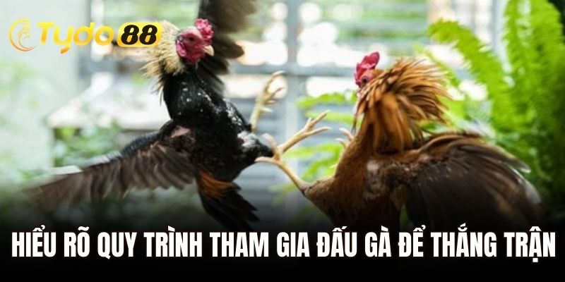Hiểu rõ quy trình tham gia đấu gà để thắng trận