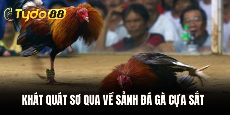 Khát quát sơ qua về sảnh đá gà cựa sắt