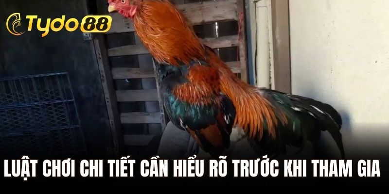 Luật chơi chi tiết cần hiểu rõ trước khi tham gia đặt cược đối kháng