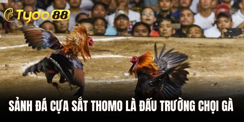 Sảnh đá cựa sắt thomo là đấu trường chọi gà kịch tính nhất hiện nay