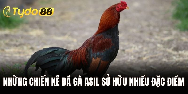 Những chiến kê đá gà Asil sở hữu nhiều đặc điểm riêng biệt