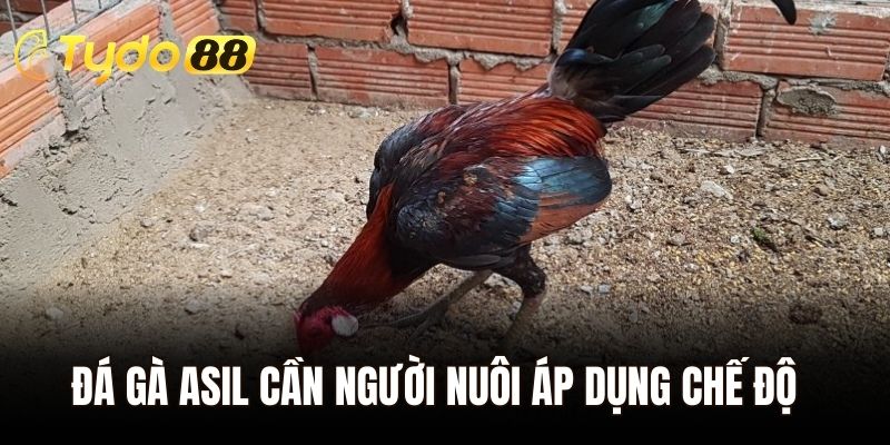 Đá gà Asil cần người nuôi áp dụng chế độ dinh dưỡng nghiêm ngặt