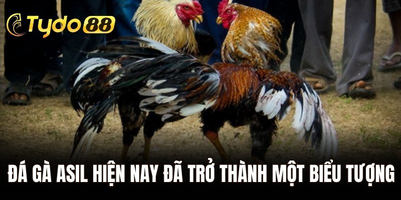 Đá gà Asil hiện nay đã trở thành một biểu tượng văn hóa