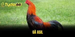 gà Asil