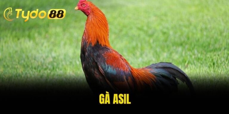 gà Asil