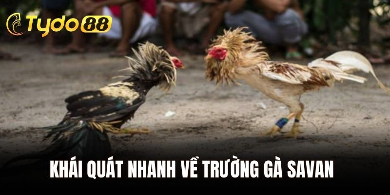 Khái quát nhanh về trường gà Savan