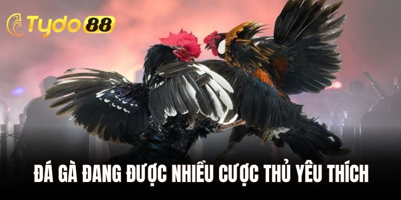 Đá gà đang được nhiều cược thủ yêu thích