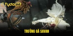 Trường Gà Savan