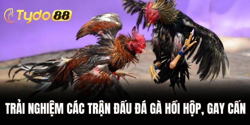 Trải nghiệm các trận đấu đá gà hồi hộp, gay cấn
